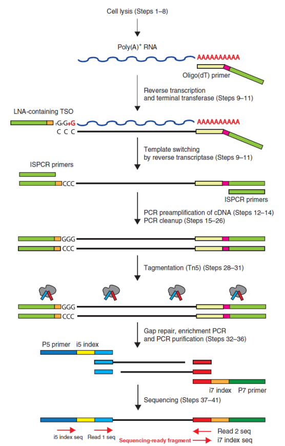 美高梅品牌生物单细胞 RNA 测序服务 SMART-seq2 技术原理