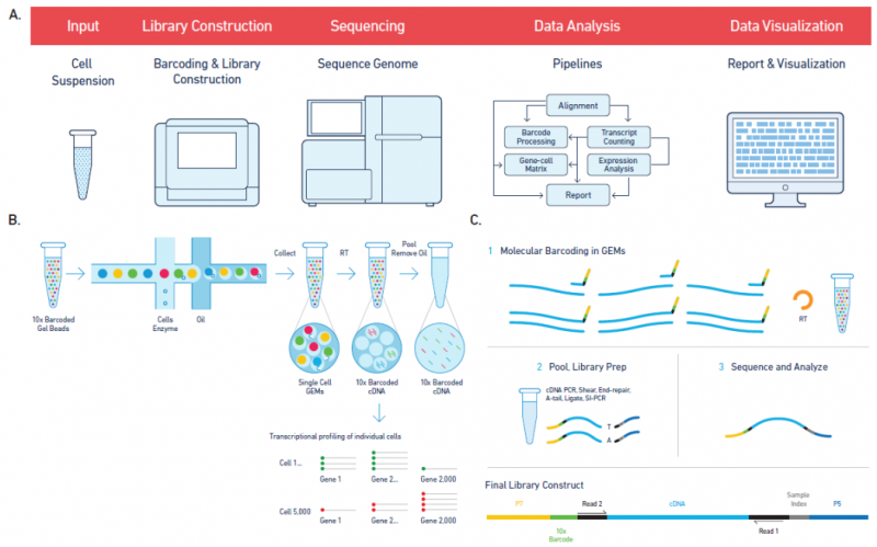 单细胞 RNA 测序 10Xgenomics 技术原理